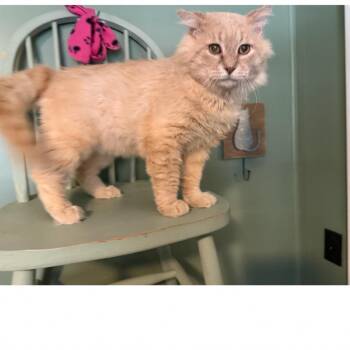 Pumpkin 6149 -  Domestic Long Hair Cat for Adoption in Sequatchie, Tennessee - Pumpkin 6149 | PetCurious