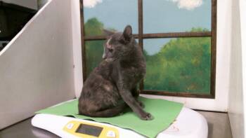 VANESSA -  Domestic Short Hair Cat for Adoption in Houston, Texas - VANESSA | PetCurious
