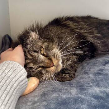 Domestic Medium Hair Cats Available for Adoption - Clarence | PetCurious