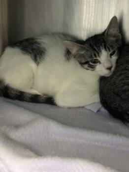 Tesla -  Domestic Short Hair Cat for Adoption in Morristown, New Jersey - Tesla | PetCurious