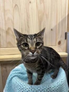 Rescue Domestic Short Hair Cats for Adoption in Chuckey, Tennessee - Butterscotch | PetCurious