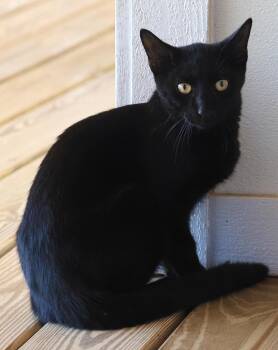 Gizmo -  Domestic Short Hair Cat for Adoption in North Fort Myers, Florida - Gizmo | PetCurious