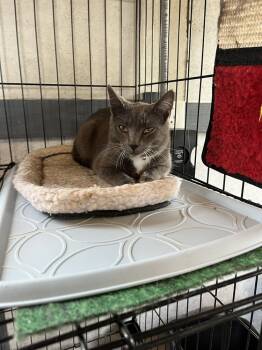 Rescue Domestic Short Hair Cats for Adoption in Crescent City, Florida - Icarus | PetCurious