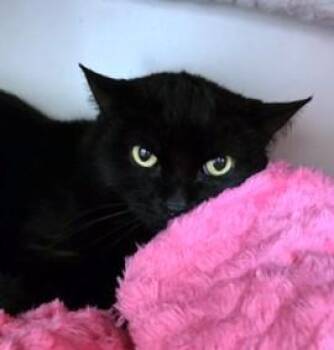 Domestic Short Hair Cats Available for Adoption in Boston, Massachusetts - SABRINA | PetCurious