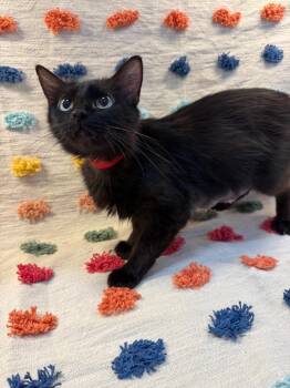 Lotus PA -  Domestic Long Hair Cat for Adoption in Denham Springs, Louisiana - Lotus PA | PetCurious