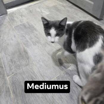 Mediumus -  Domestic Short Hair Cat for Adoption - Mediumus | PetCurious