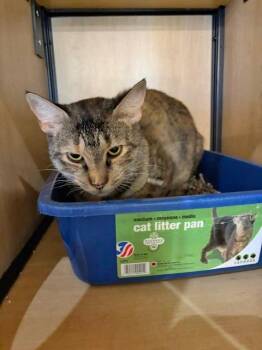 Blossom -  Domestic Short Hair Cat for Adoption in New York, New York - Blossom | PetCurious