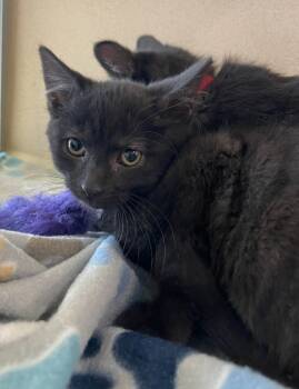 Rescue Domestic Short Hair Cats for Adoption - Wool | PetCurious