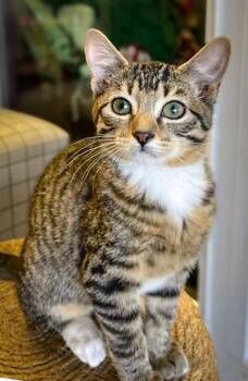 Rescue Domestic Short Hair Cats for Adoption in Broken Arrow, Oklahoma - Kirk | PetCurious