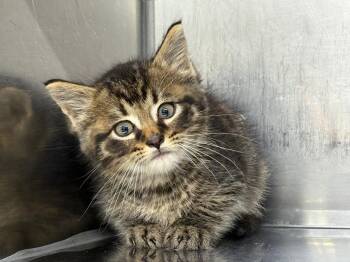 Domestic Short Hair Cats Available for Adoption in Murray, Kentucky - Channing | PetCurious
