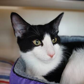Luna -  Domestic Short Hair Cat for Adoption in Fairport, New York - Luna | PetCurious