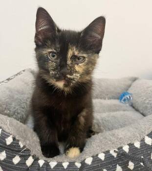 Lizzo -  Tortoiseshell and Domestic Short Hair Cat for Adoption in Anacortes, Washington - Lizzo | PetCurious