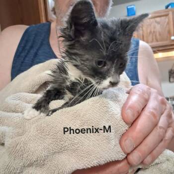 Phoenix C11513 -  Domestic Short Hair Cat for Adoption - Phoenix C11513 | PetCurious