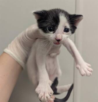 OOLONG -  Domestic Short Hair Cat for Adoption in Ontario, California - OOLONG | PetCurious