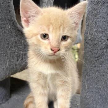 Tucker -  Domestic Short Hair Cat for Adoption in Rochester, Minnesota - Tucker | PetCurious