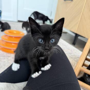 Domestic Short Hair Cats Available for Adoption in North Branford, Connecticut - 26-13 Grumpy | PetCurious