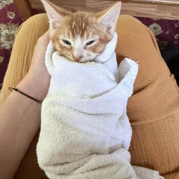 Rio aka Ollie -  Domestic Short Hair Cat for Adoption in Cumming, Georgia - Rio Aka Ollie | PetCurious