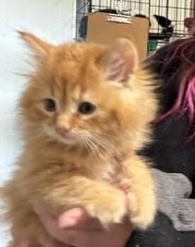 Jam -  Domestic Medium Hair Cat for Adoption in Thompson Falls, Montana - Jam | PetCurious