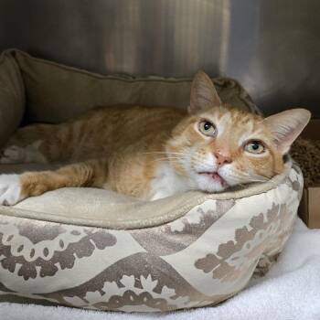 Domestic Short Hair Cats Available for Adoption in Nashville, Tennessee - Buster | PetCurious