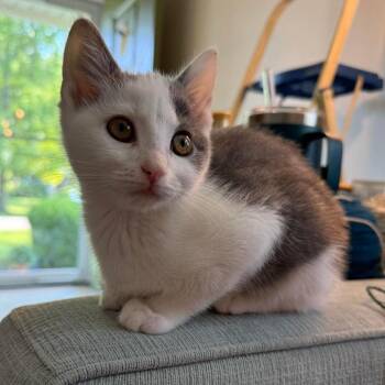Jax -  Domestic Short Hair Cat for Adoption in Springfield, Ohio - Jax | PetCurious