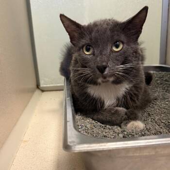 Moriarty -  Domestic Short Hair Cat for Adoption in Rifle, Colorado - Moriarty | PetCurious