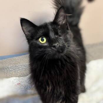 Domestic Medium Hair Cats Available for Adoption - Baker | PetCurious