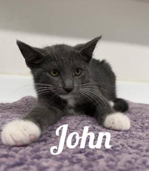 John -  Domestic Short Hair Cat for Adoption in Manistee, Michigan - John | PetCurious