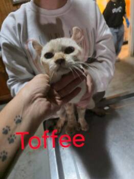 Rescue Highland Fold Cats for Adoption in Zimmerman, Minnesota - Toffee | PetCurious