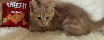 Rescue Domestic Short Hair Cats for Adoption in Huntley, Illinois - Cheez-it | PetCurious