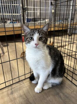Rescue American Shorthair and Tabby Cats for Adoption in Massapequa, New York - LOLA | PetCurious