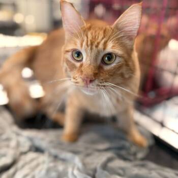 Maine Coon and Domestic Long Hair Cats Available for Adoption - Dunkin | PetCurious