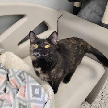 Domestic Short Hair Cats Available for Adoption in Decherd, Tennessee - Makani | PetCurious