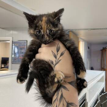 Allie Hayes -  Domestic Medium Hair Cat Available for Adoption in Madison, Wisconsin - Allie Hayes | PetCurious