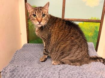AMETHYST -  Domestic Short Hair Cat for Adoption in Houston, Texas - AMETHYST | PetCurious