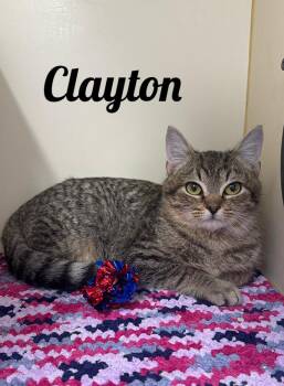 Domestic Short Hair Cats Available for Adoption - Clayton | PetCurious