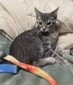 Rescue Tabby Cats for Adoption in Napa, California - Pebbles ( KT) | PetCurious