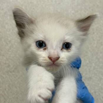 Seraphina -  Domestic Short Hair Cat for Adoption in San Antonio, Texas - Seraphina | PetCurious