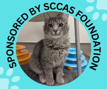 Domestic Medium Hair Cats Available for Adoption - YUCCA* | PetCurious