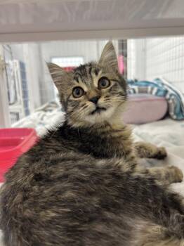 Sugar Bear -  Domestic Medium Hair Cat for Adoption in Diamond Springs, California - Sugar Bear | PetCurious