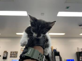A1934698 -  Domestic Short Hair Cat for Adoption in Thousand Palms, California - A1934698 | PetCurious