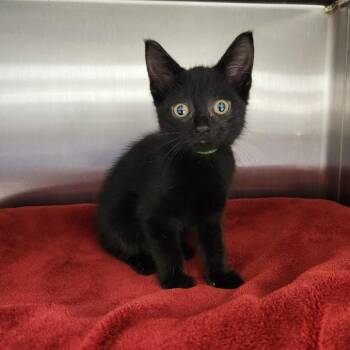 Blackberry -  Domestic Short Hair Cat for Adoption in Fort Wayne, Indiana - Blackberry | PetCurious