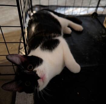 LEE -  Domestic Short Hair Cat for Adoption in Broomfield, Colorado - LEE | PetCurious