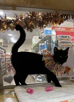 Rescue Bombay Cats for Adoption in Charlotte, North Carolina - Lila | PetCurious