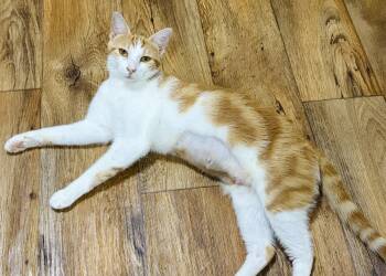 Trudy -  Domestic Short Hair Cat for Adoption in Lucedale, Mississippi - Trudy | PetCurious