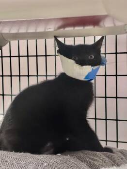 Moses -  Domestic Short Hair Cat for Adoption in Alexandria, Virginia - Moses | PetCurious
