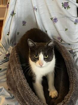 Selene -  Domestic Short Hair Cat for Adoption in New York, New York - Selene | PetCurious