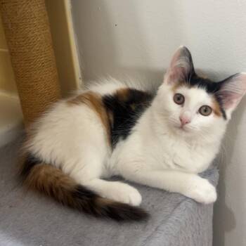 Brie -  Domestic Medium Hair Cat for Adoption in Indianapolis, Indiana - Brie | PetCurious