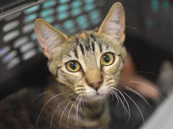 Lady Miriam -  Domestic Short Hair Cat for Adoption in Portland, Oregon - Lady Miriam | PetCurious