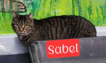 Rescue Domestic Short Hair Cats for Adoption in Jim Thorpe, Pennsylvania - Sabel | PetCurious
