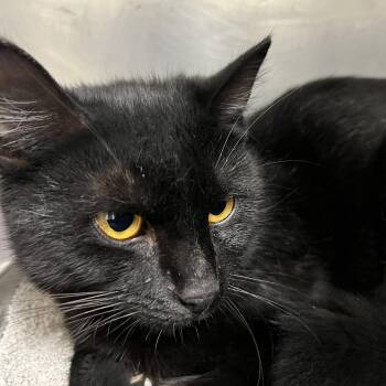 Cece Jones -  Domestic Short Hair Cat for Adoption in Pekin, Illinois - Cece Jones | PetCurious